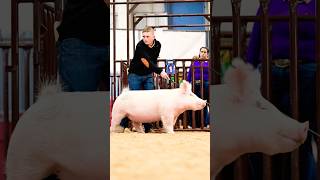 Krew and Daisy If you Do at Arizona Nationals in Hog Showmanship! #showpigs #livestockshow