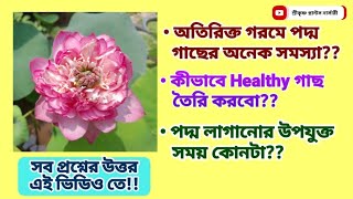 গরমে পদ্ম গাছের সব সমস্যার সমাধান ও পদ্ম গাছ লাগানোর সঠিক সময়