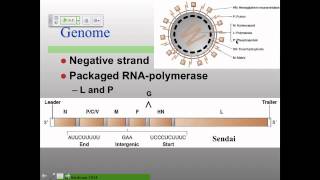 VirS15_Review 2 RNA Viruses