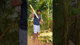 #143இயற்கைவிவசாயி #agriculture #143naturefarmer #agriculturefarming #farming