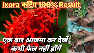 how to grow ixora plant from cutting /ixora की कटिंग कैसे लगाए /grow ixora from cutting #ixora