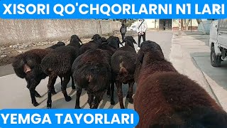 XISORI QO'CHQORLARNI YEMGA TAYORLARIDAB