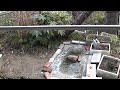 ヒヨドリがスズメを追いかける　bulbul chases sparrows