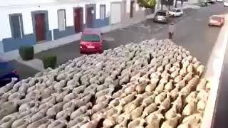 How sheep will follow the shepherd...