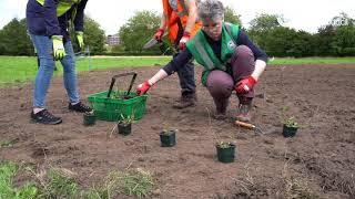 Boosting biodiversity in Belfast: an urban rewilding project