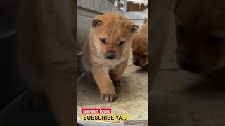 #anjinglucu#kucinglucu#shorts#anjing#kucing#funnyvideo #faktalucu #shorts#short