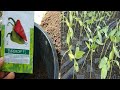 Paano mag seedling ng siling atsal?How to grow bell pepper complete guide