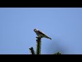 コサメビタキ　野鳥　asian brown flycatcher　muscicapa latirostris　wildbirds