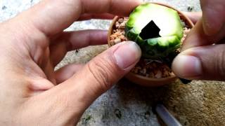 🌵 Cactus grafing Astrophytum caput-medusae x Ferocactus กราฟคาปุสเมดูซ่าด้วยเฟอโร