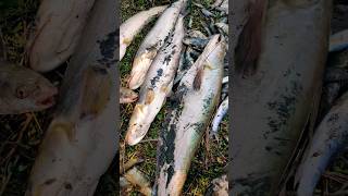 Big Catfish Amazing  Fish🐠🐠🐠🐟🐟🐟🦞#video #viral #shortvideo #short