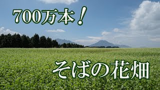 700万本のそばの花畑　熊本県阿蘇市波野