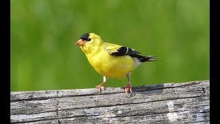 Bird Watching Western Oregon Wildlife Refuges - 110 Species