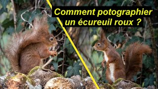 Photo animalière : comment photographier un écureuil   #photoanimaliere #conseils #tuto