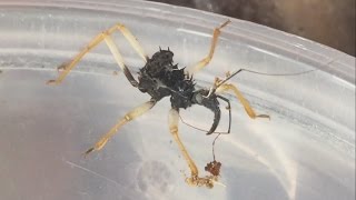 Rehousing 2 Nymphs ( Platymeris Biguttatus ) Plus 2 Moults In The Collection