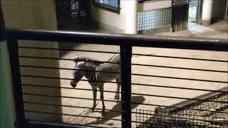 【ナイト】グレビーシマウマ（ラッキー、ココロ、リアン）@野毛山動物園20230812