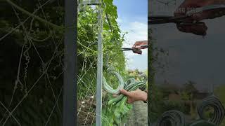 Harvesting snake gourd #farming