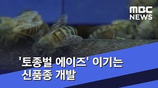 '토종벌 에이즈' 이기는 신품종 개발 (2018.08.03/뉴스투데이/MBC)