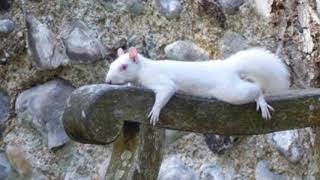White and Albino Squirrel Sightings in the UK