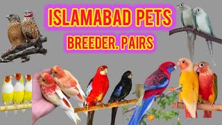 Mashalla Goldian | Exiotic Birds |Breeders pairs | Islamabad Pets