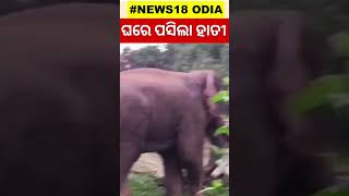 ଘରେ ପସିଲା ହାତୀ | Shorts | Odia News