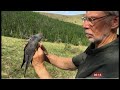 Onon the common cuckoo's epic 26,000 km journey (Global) - BBC News - 27th June 2020