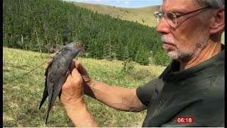 Onon the common cuckoo's epic 26,000 km journey (Global) - BBC News - 27th June 2020