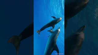 Swim with wild dolphins in the Bahamas June 5, 2023_01