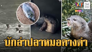 ตัวนาก นักล่าใหม่ พิฆาต ปลาหมอคางดำ | ข่าวอรุณอมรินทร์ | 24/7/67