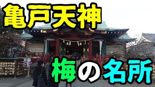 東京屈指の梅の名所　亀戸天神　❰東京観光❱