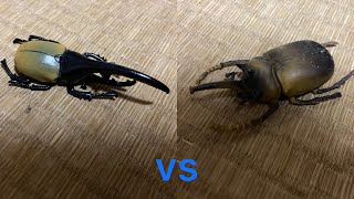 ヘラクレスヘラクレスvsエレファスゾウカブト　Hercules Hercules vs Elephas Elephant Beetle