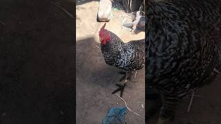 எங்க ஓனர் உன் பொண்டாட்டிய காணோம் 🤣🤣🤣#chicken #comedy #funnyvideos