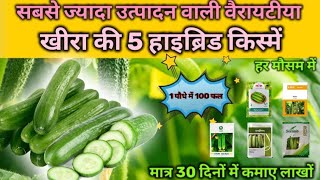 दोगुना उत्पादन वाली खीरा की 5 हाइब्रिड किस्में | Kheera ki kheti kaise karen |Kheera Ki Best Variety