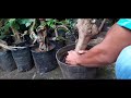 cara membuat bonsai boni dari stek batang besar