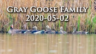 Gray Goose Family 2020-05-02