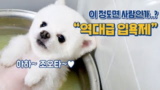 강아지도 '입욕'을 해야한다! 역대급 댕댕이 입욕제 등장!