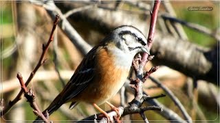 Βουνοτσίχλονο κελάηδημα - Rock Bunting bird