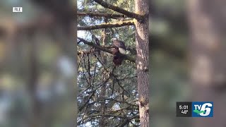 Michigan Department of Natural Resources investigating 5 bald eagle deaths