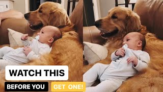 9 Things you MUST KNOW Before Getting a Golden Retriever!