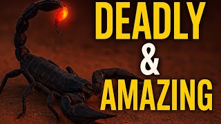 Scorpions Explained Deadly Facts Surprising Secrets