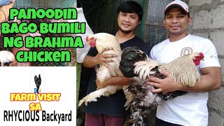 FREE RANGE CHICKEN FARMING / FARM VISIT TO RHYCIOUS BACKYARD / BRAHMA BREEDER