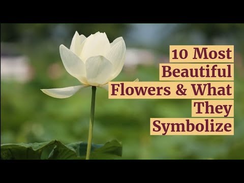What flower symbolizes healing?