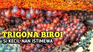 KEISTIMEWAAN TRIGONA BIROI