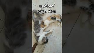 ติดนมแม่ อายุ 3 เดือนกว่ายังกินนมแม่อยู่เลย #ทาสแมว #cat #catlover #cute