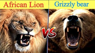 African Lion vs Grizzly Bear fight in hindi ll बताऔ कौन है बेहतर ?