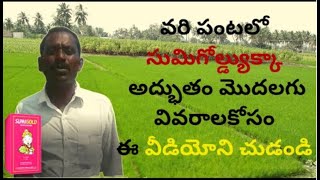 | వరిపంటలో సుమిగోల్డ్యుక్కా అద్భుతమైన రిజల్ట్ | Sumigold in paddy🌾👨‍🌾🤝|