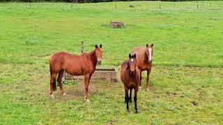 AUCTION 77 Curdies River Road, Timboon VIC 3268 (Ray White Rural Timboon | Gerard Delaney)