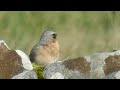 ❤️ collalba gris oenanthe oenanthe. aves de espaÑa 4k.