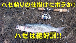 ハゼの天ぷらが食べたくなって釣りをしていたら大きなボラが！ ハゼは絶好調！！