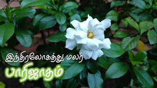 இந்திரலோகத்து மலர் பாரிஜாதம் | Divine Flower Parijatham