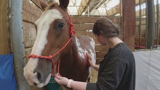 The Minnesota State Fair’s Gentle Giants